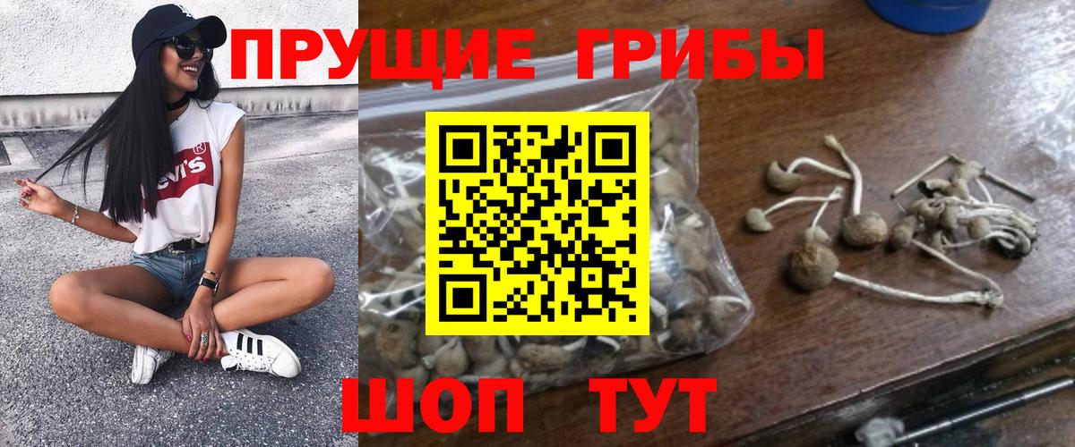 Галлюциногенные грибы Psilocybe Югорск